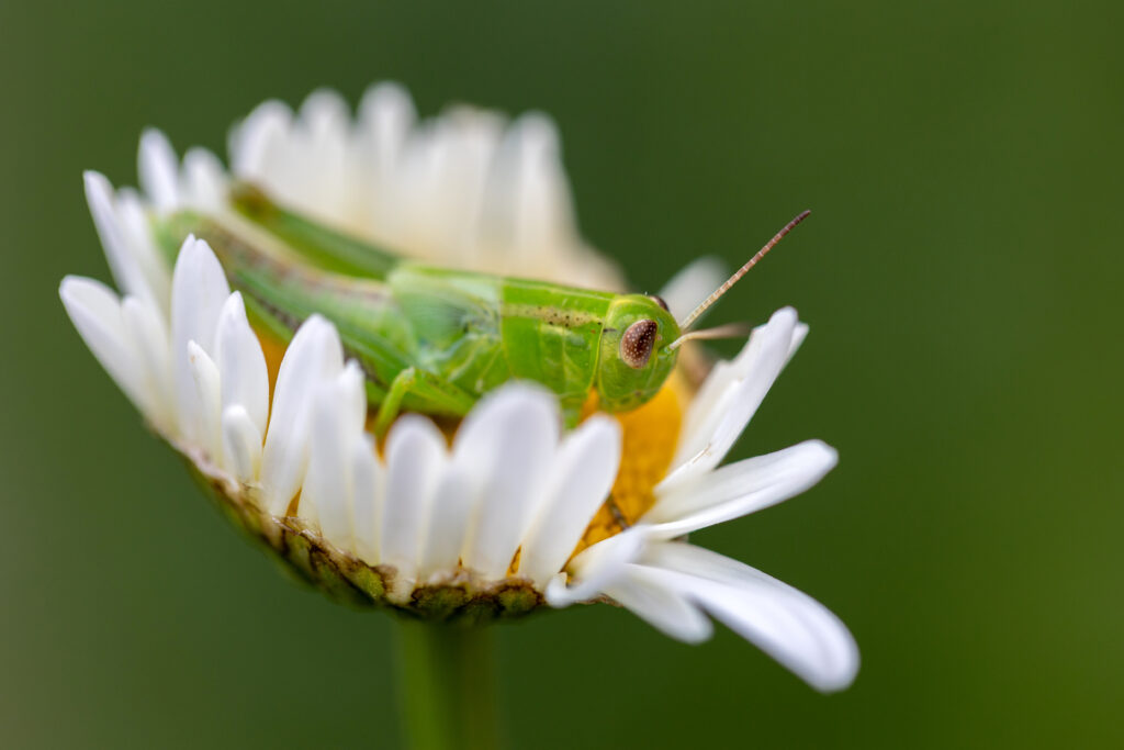 Grasshopper Flower Hammock