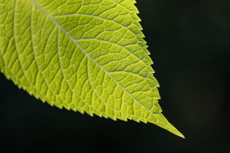 Bright Leaf Texture