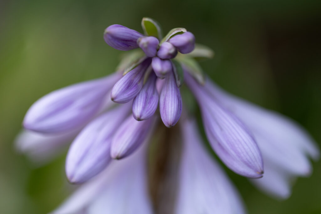 Summer Flower Buds