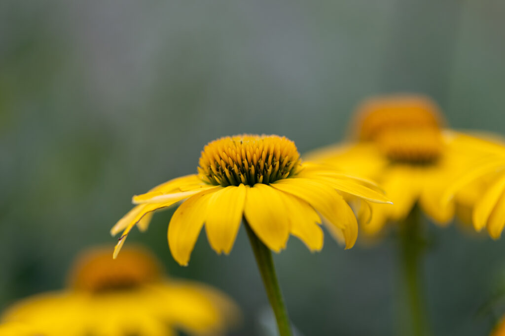 Yellow Flowers