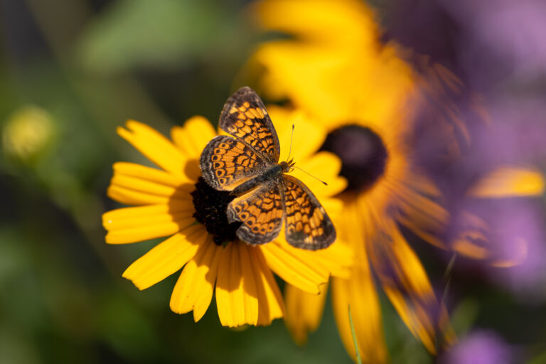 Butterfly on a Yellow Flower