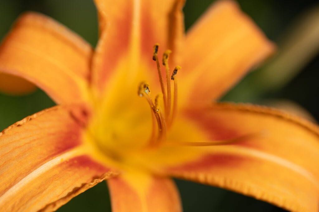 Orange Flower