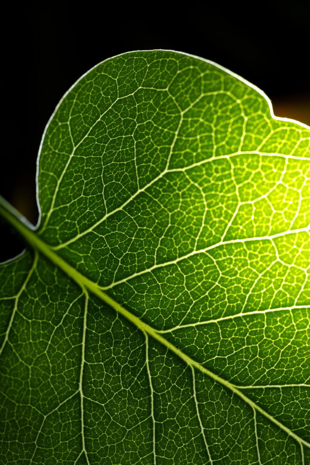 Macro Leaf Vein Texture