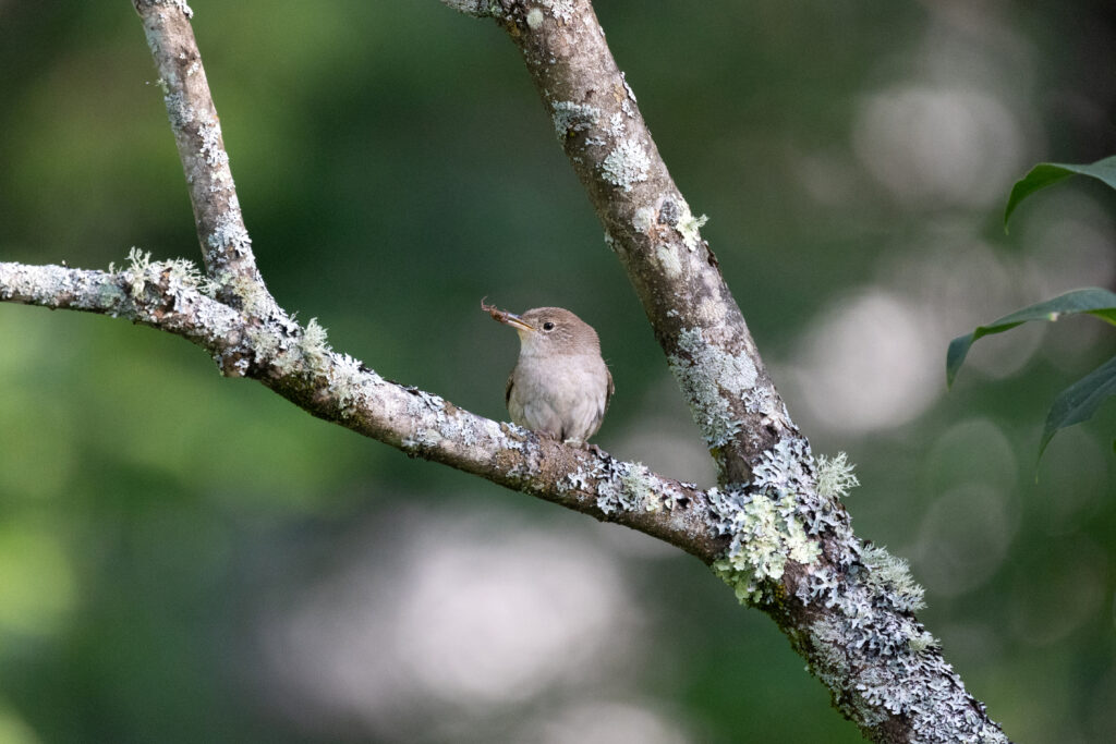 House Wren Gathering Food