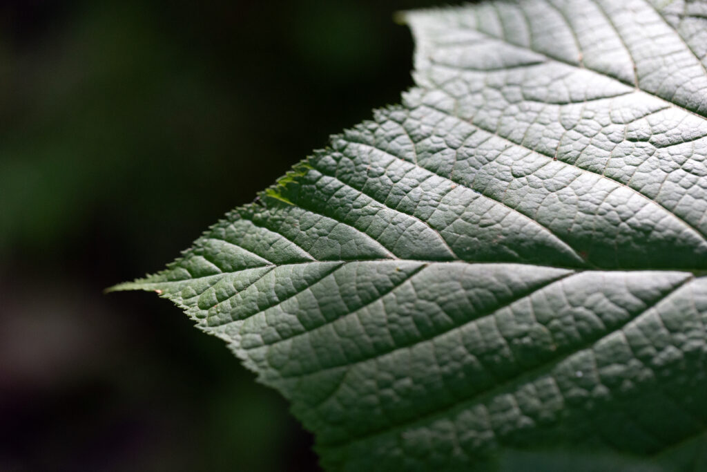 Contrasting Leaf Texture