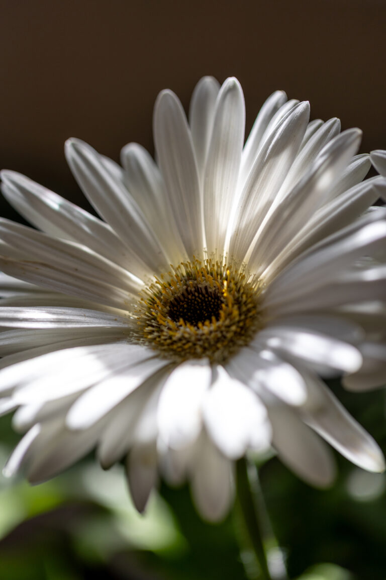 White Flower Sunlight