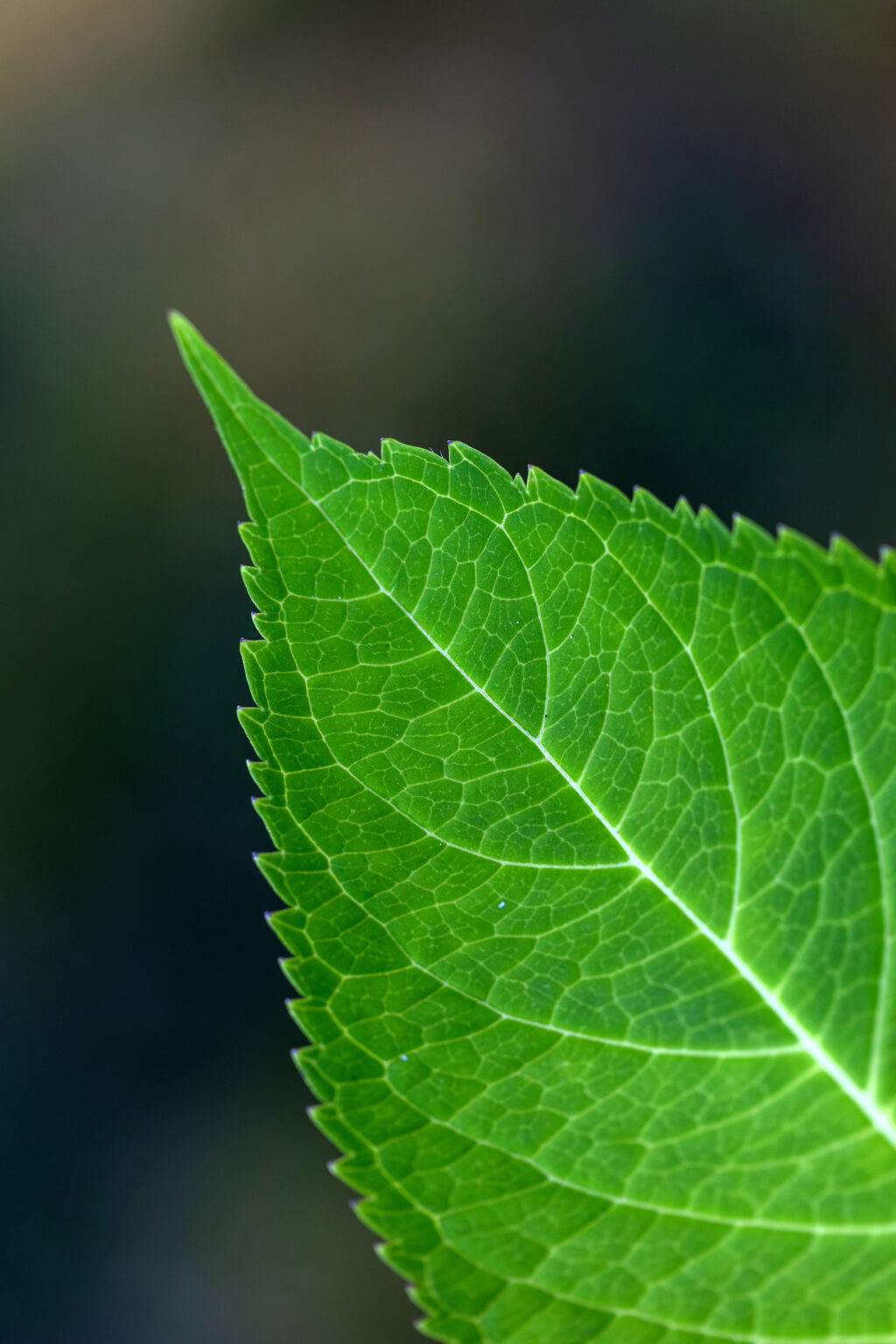 Sharp Leaf Texture