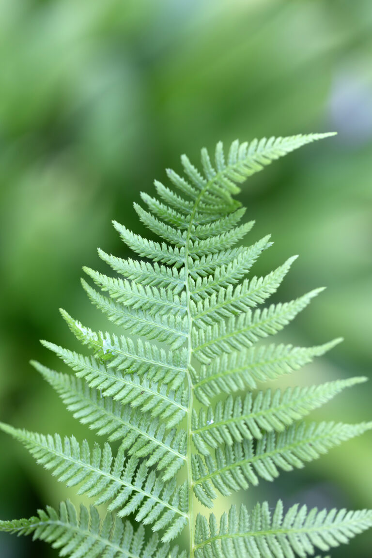 Green Fern