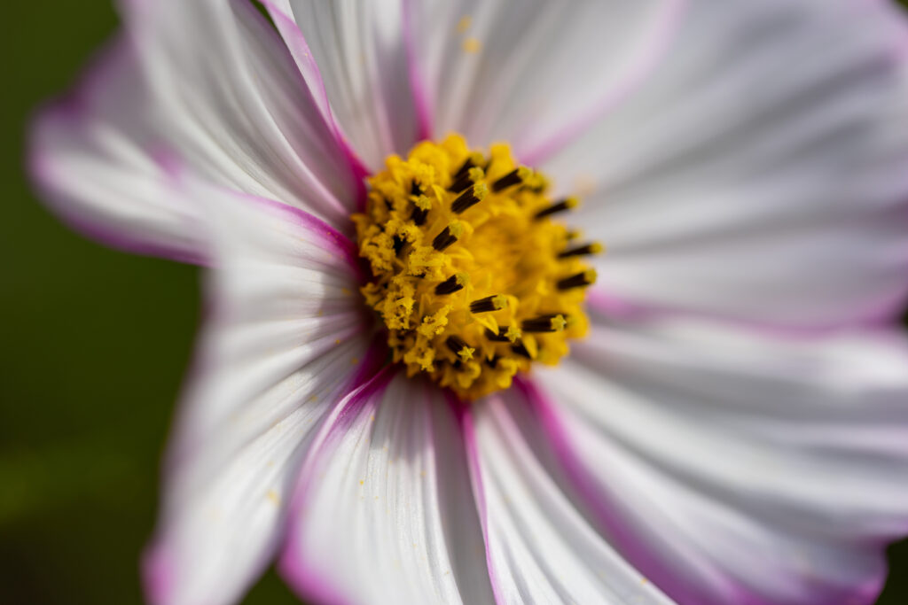 Pretty Flower Macro