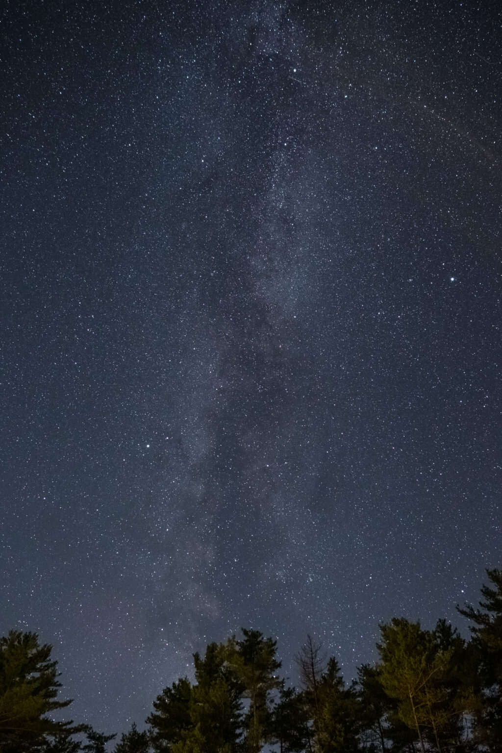 Milky Way Galaxy and Trees