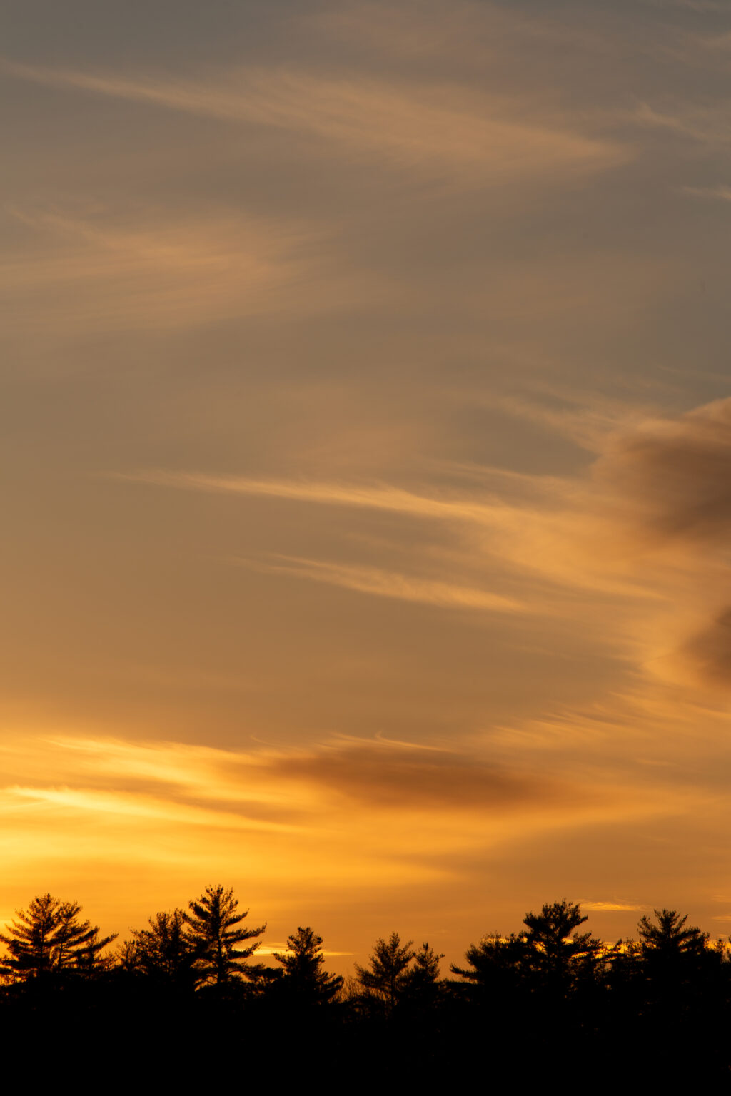 Sunset Sky and Silhouette Trees