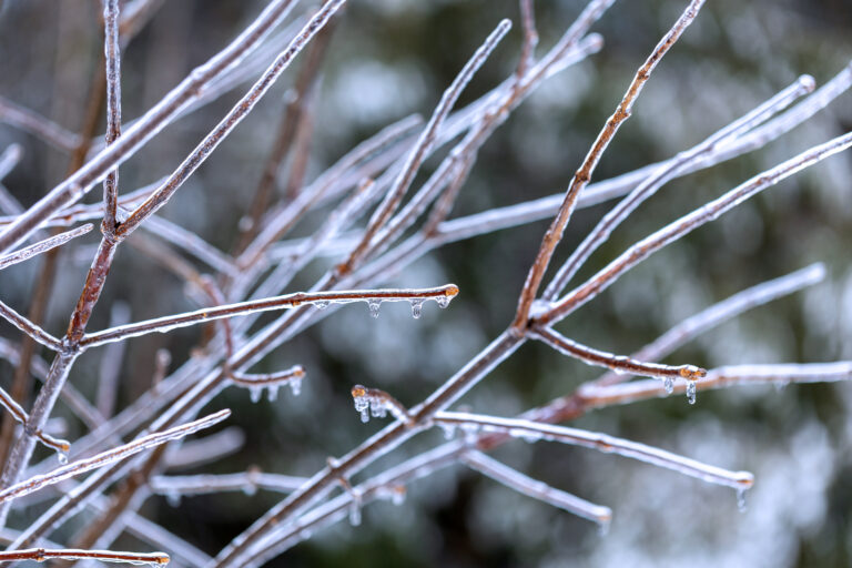 Icy Tree Branches