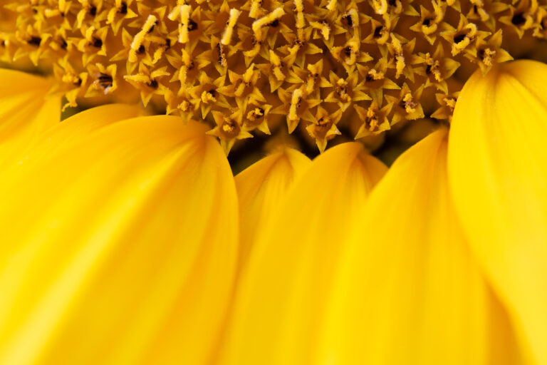 Yellow Flower Wallpaper