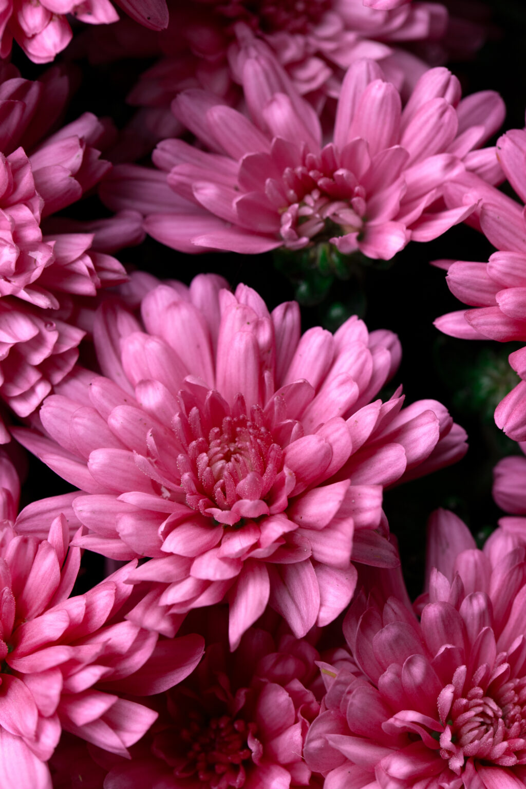 Beautiful Pink Flowers