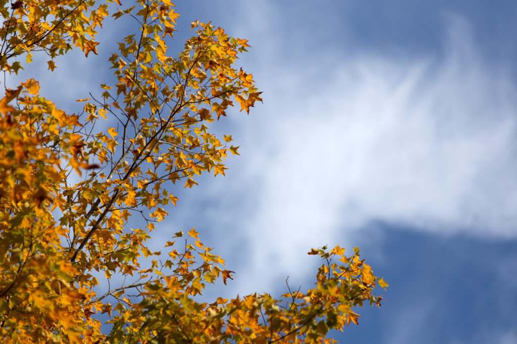 Orange Leaves Against a Blue Sky