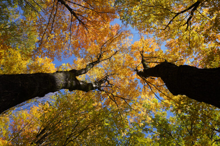 Tree Canopy