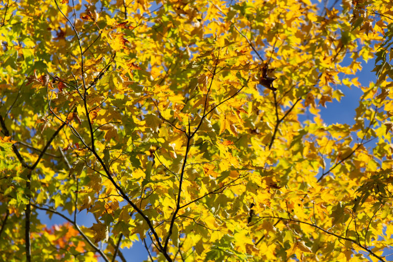 Golden Fall Foliage