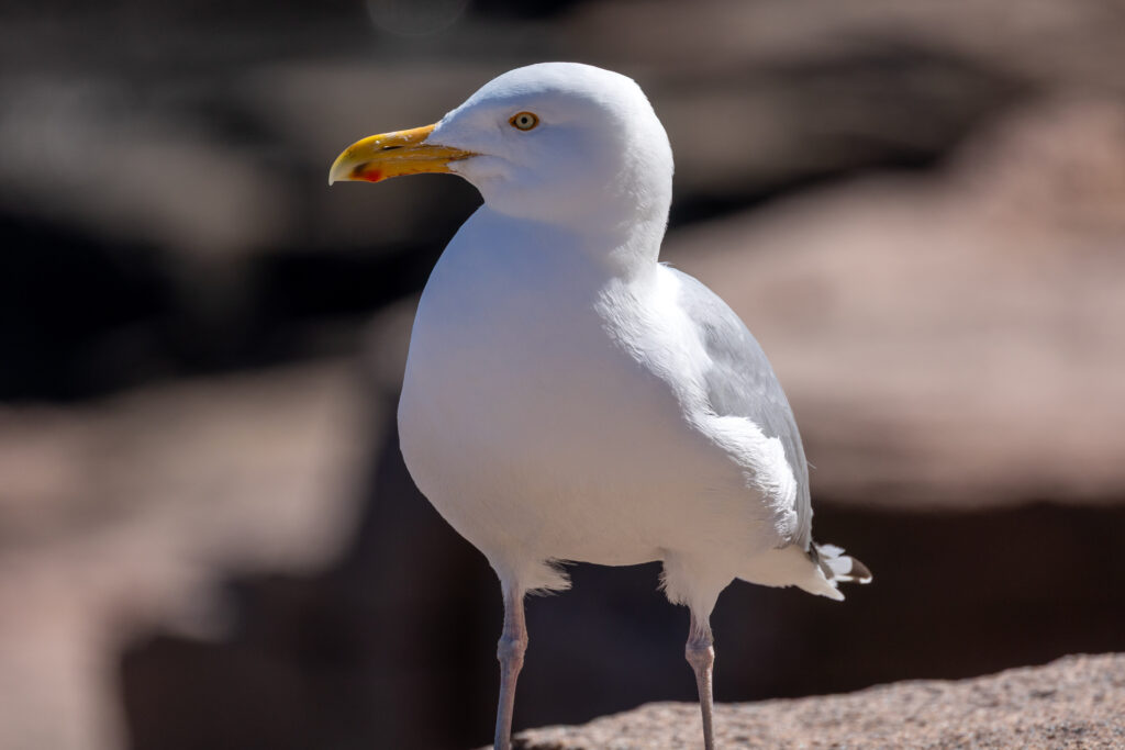 Seagull
