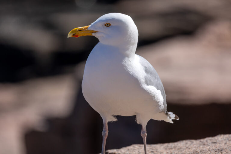 Seagull