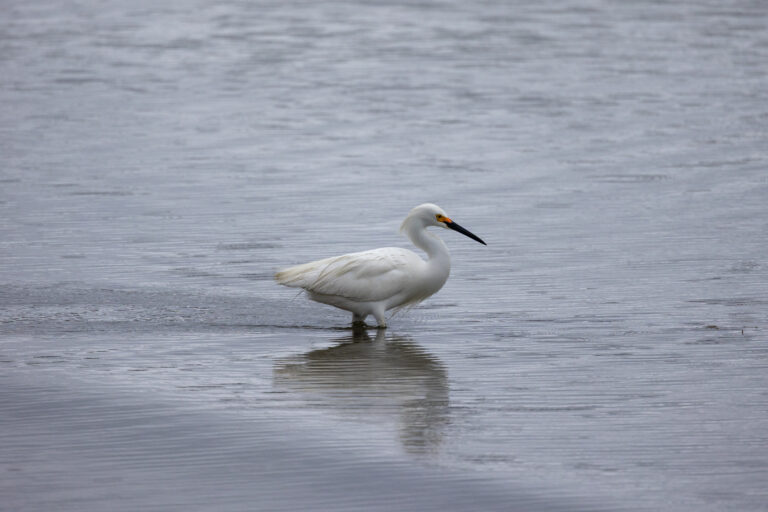 Crane Bird