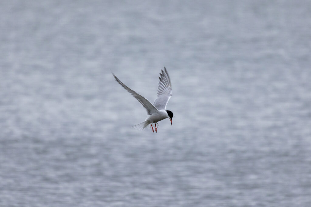 Ocean Bird Flying