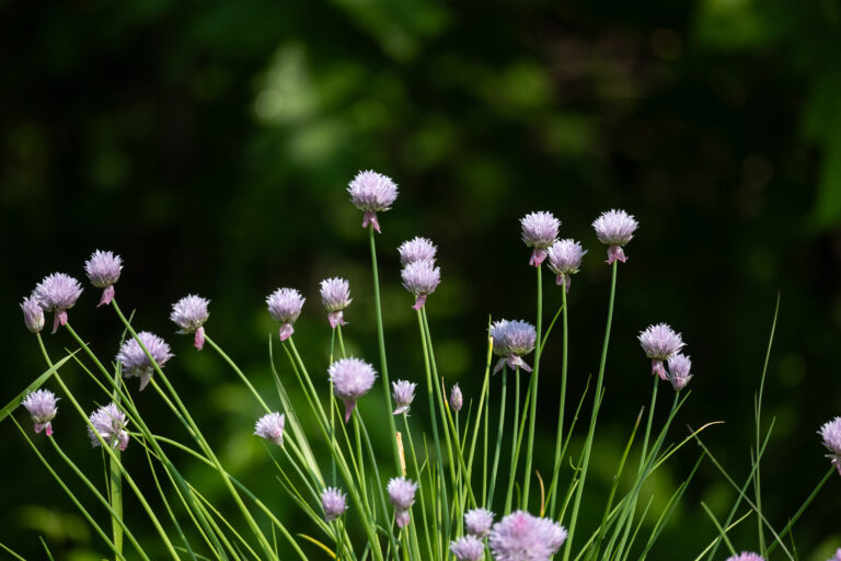 Garden Chives
