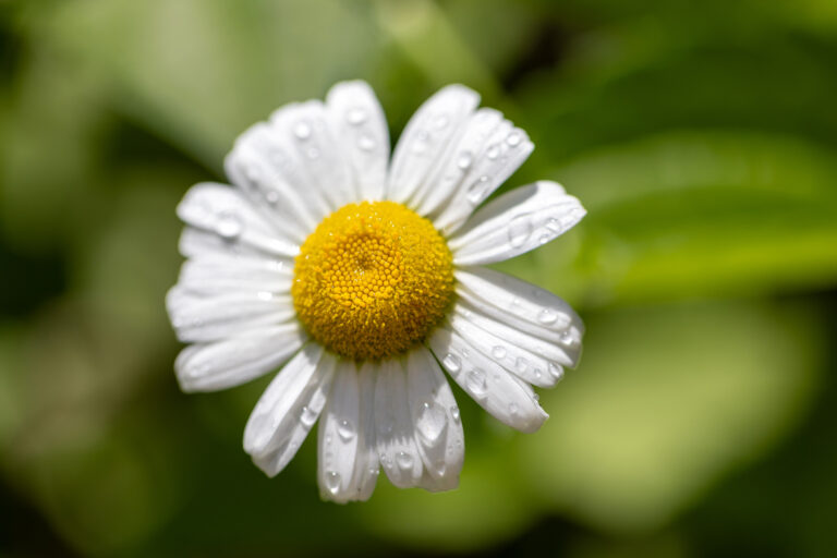 Closeup of Dew on Flower