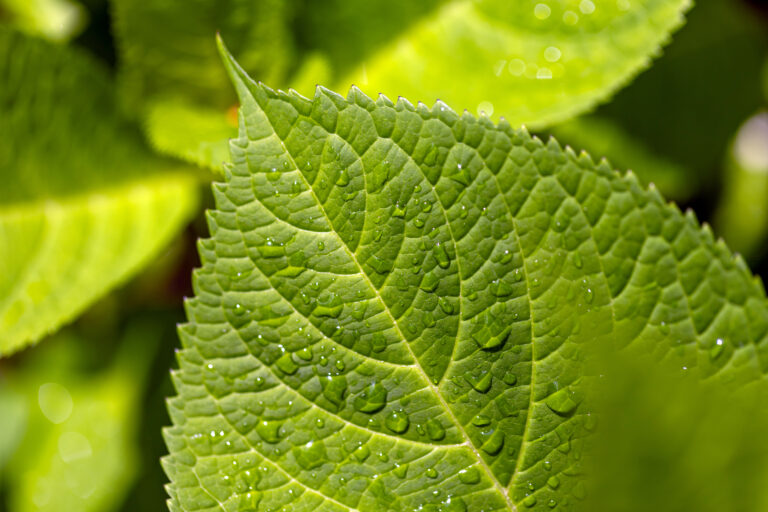 Dew on Leaf