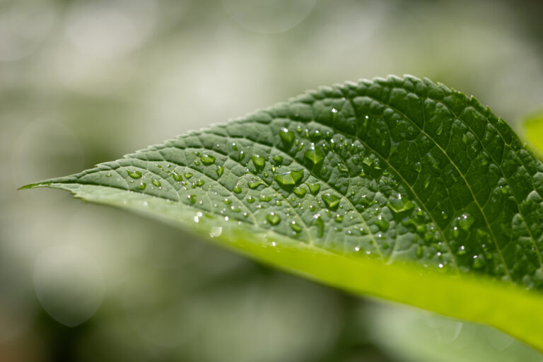Sunlit Dew on Leaf