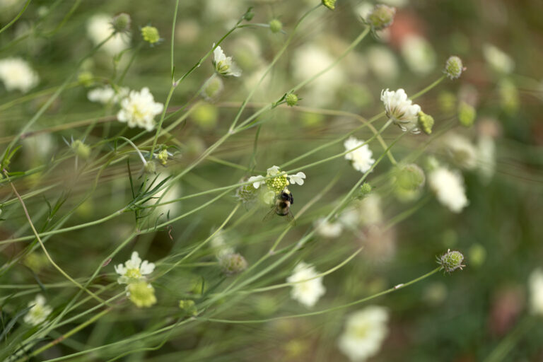 Beautiful Flowers and Bees