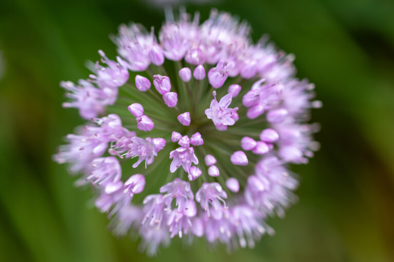 Beautiful Purple Flower