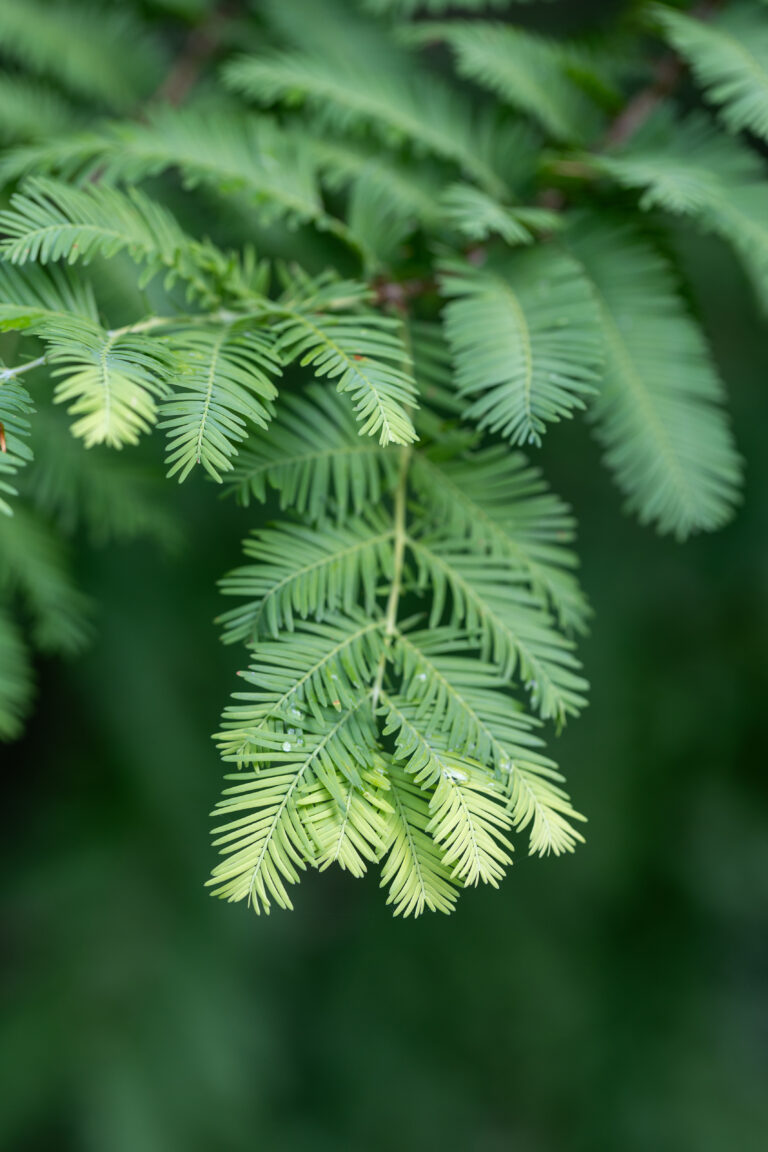 Green Tree Branch