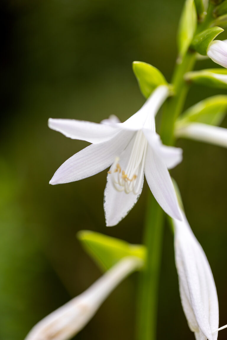 Simple Flower