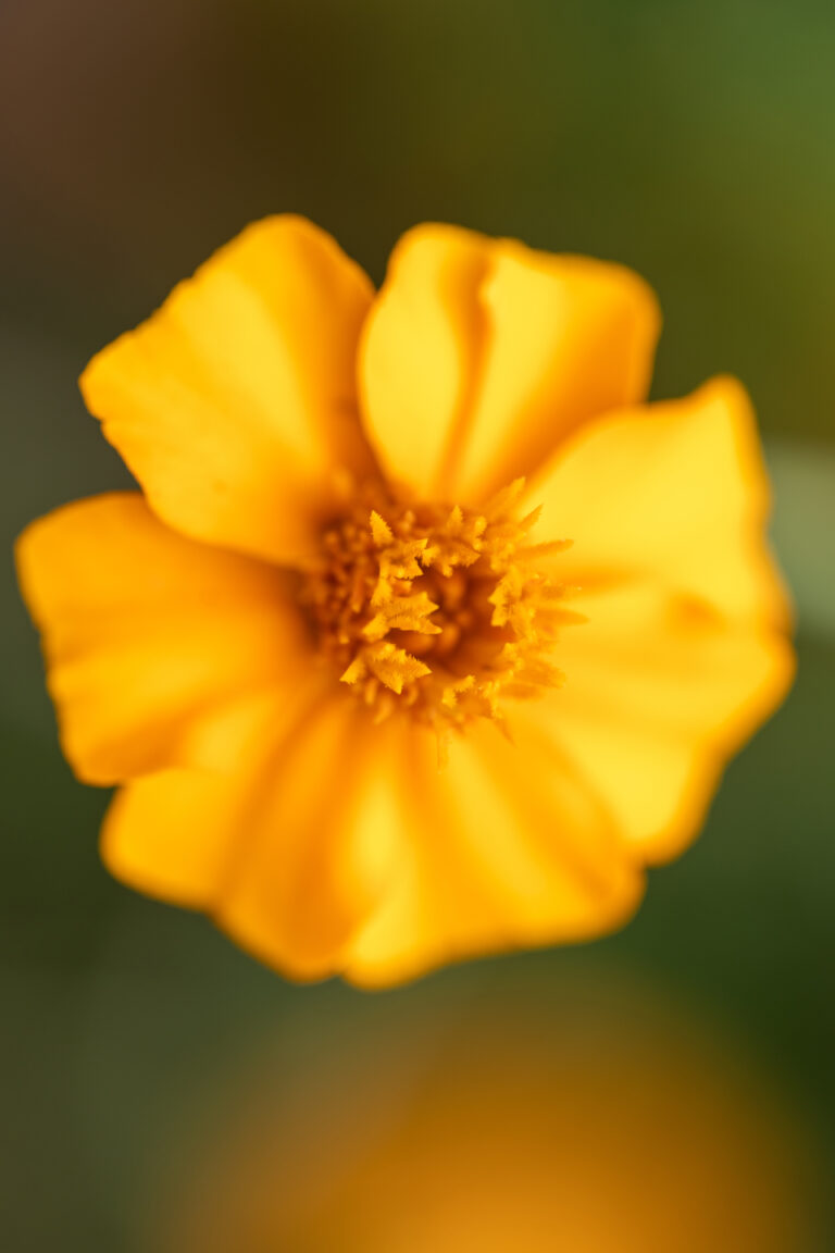 Simple Yellow Flower