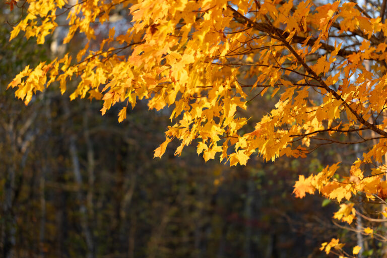 Autumn Maple Tree