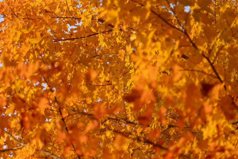 Bright Maple Tree in Autumn