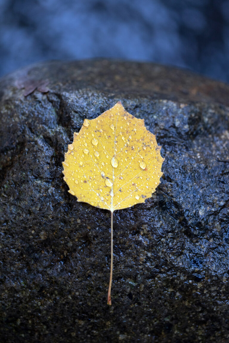 Simple Leaf on a River