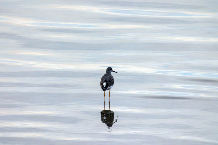 Bird Standing in the Ocean