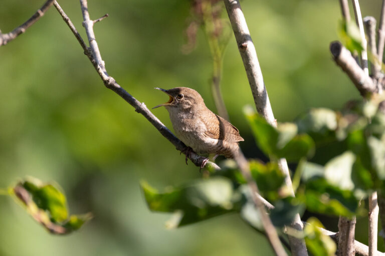 Bird Calling From a Tree