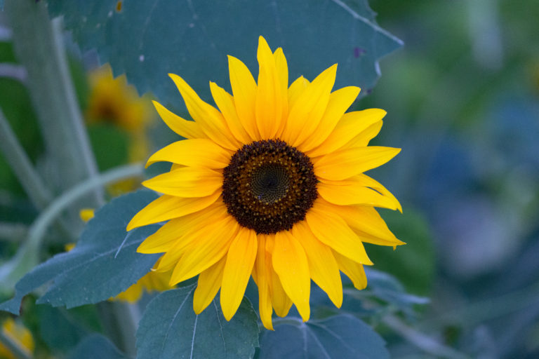 Sunflower on a Cool Morning