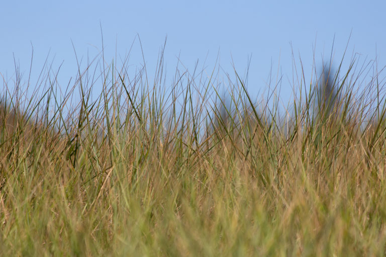 Summer Sea Grass