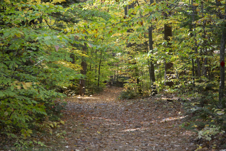 Early Fall Hiking Path