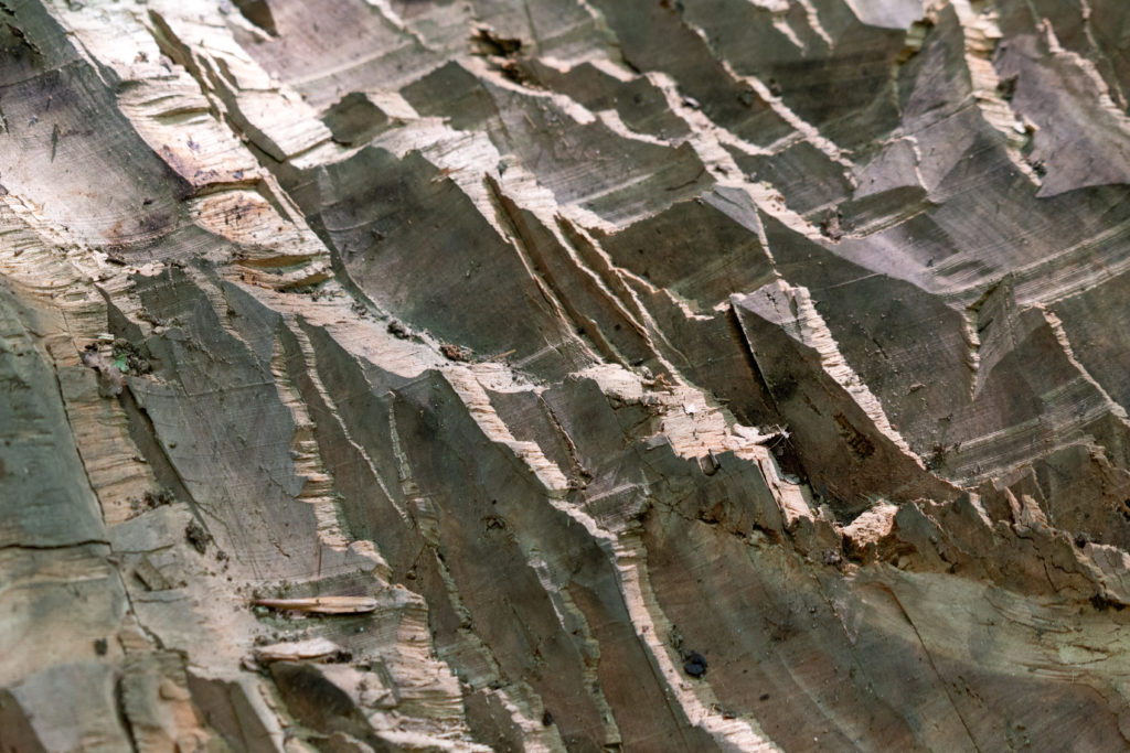 Craggy Wood Texture