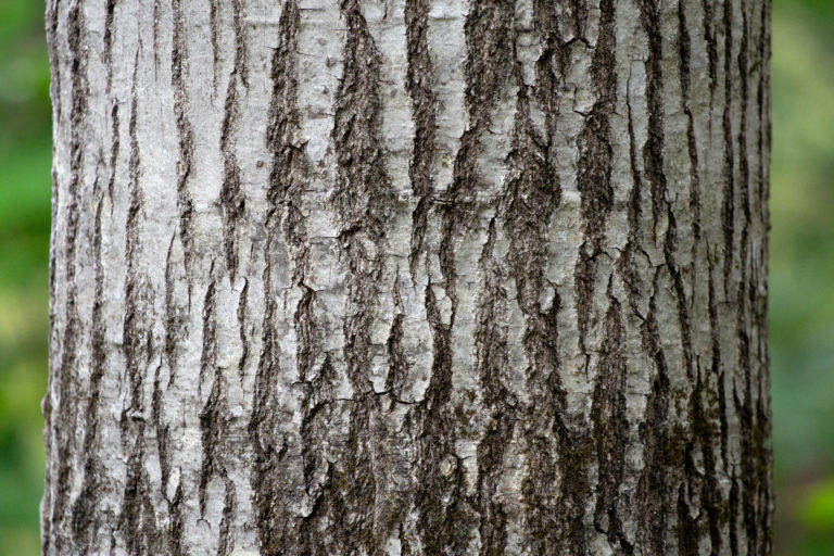 Grey Bark Texture