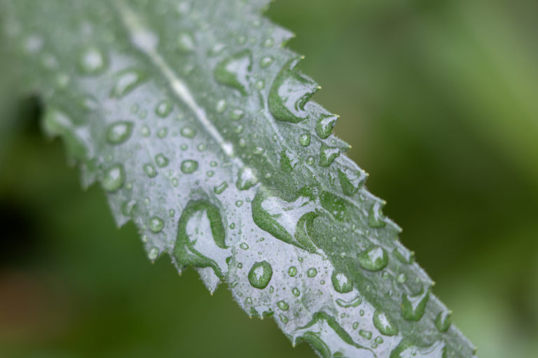 Wet Serrated Leaf
