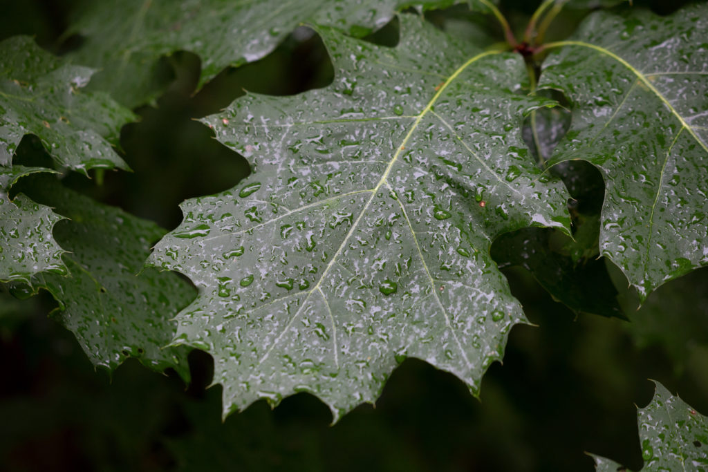 Dew Drops on Oak Leaves