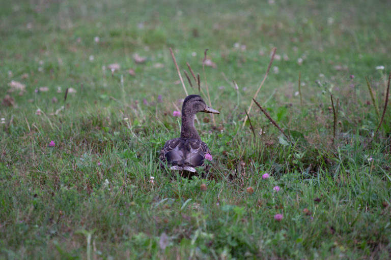 Duck in Field