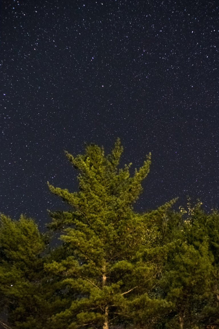 Pine Tree at Night