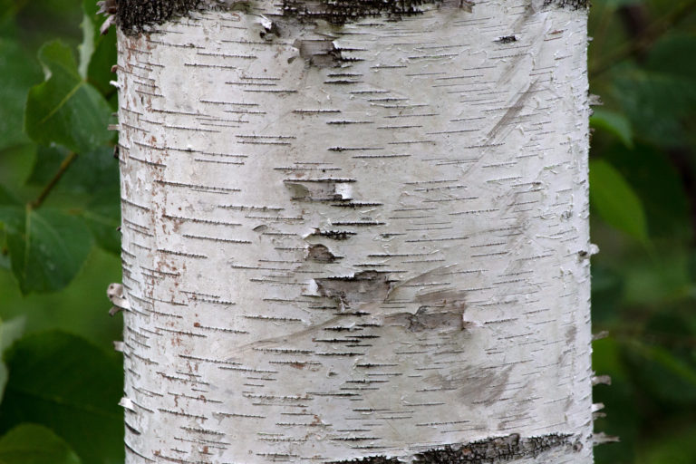 Fine Birch Tree Texture