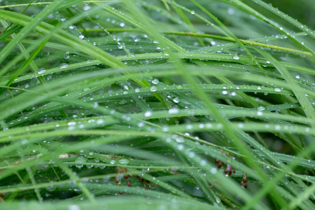 Fine Wet Grass